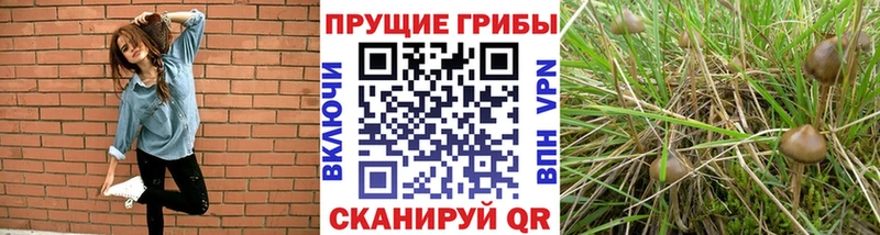 ссылка на мегу зеркало  Заводоуковск  Галлюциногенные грибы Psilocybine cubensis 